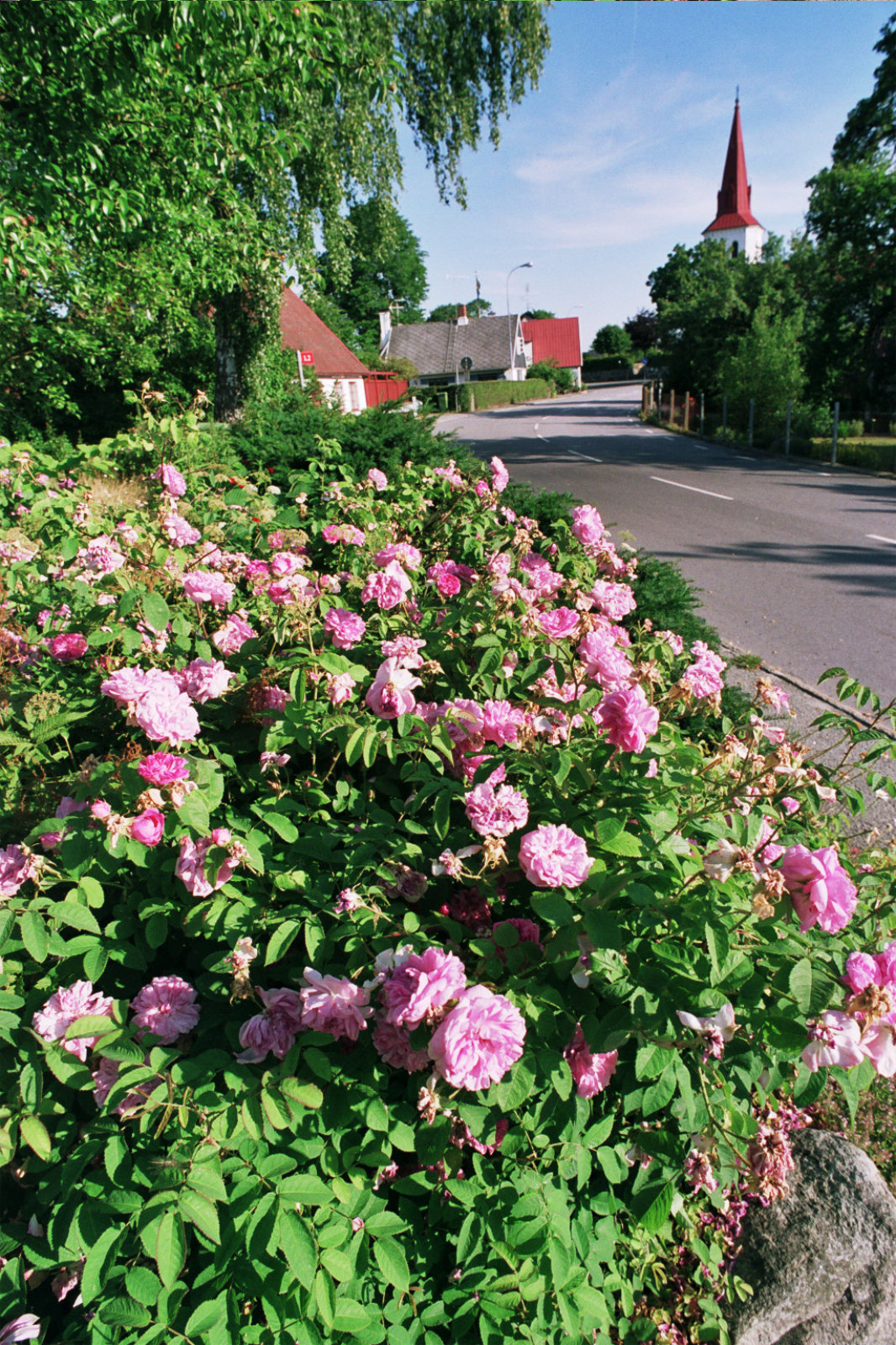 Rosens Resa The Rose Trip på Österlen 2025