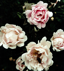 Husmodersrosen. Foto: Mia Grndahl