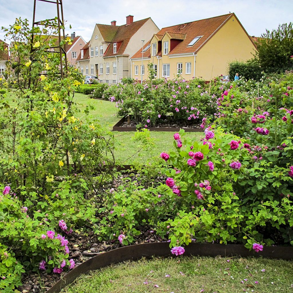 Rosentorget i Simrishamn